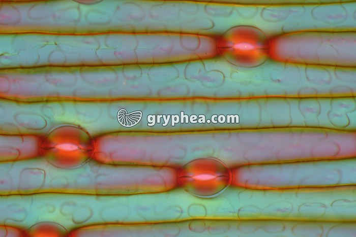 Stomates de feuille d'Iris  x60 - gryphea.com